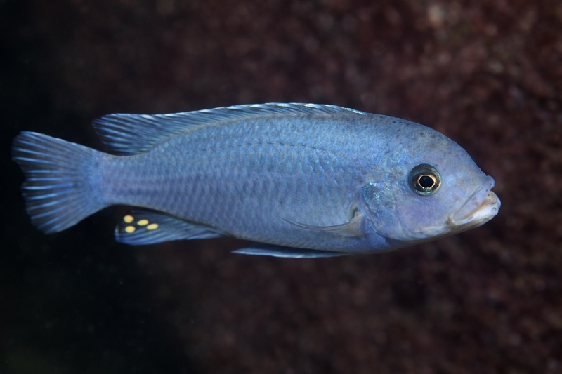 Maylandia callainos 'Maison Reef'